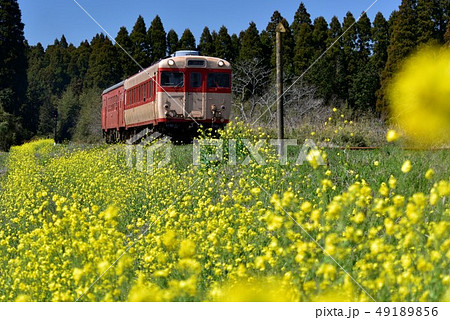 菜の花満開のいすみ鉄道の写真素材