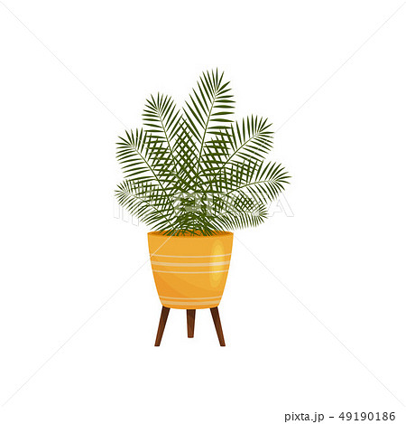 Houseplant on white background. Vector flat illustration. 49190186