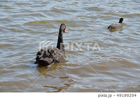 千波湖の黒鳥 千波湖の黒鳥 49190204