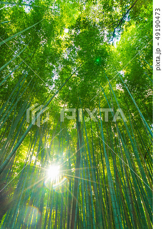 Path to bamboo forest at Arashiyama in Kyoto. 49190473