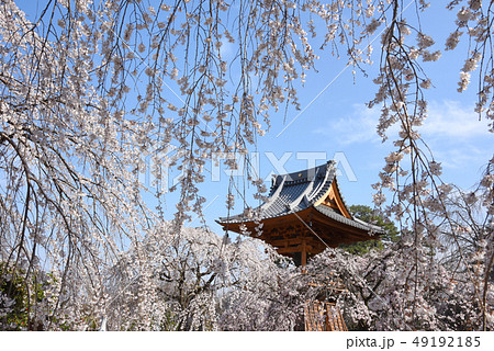 枝垂れ桜咲く高崎慈眼寺 49192185