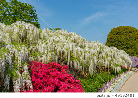 満開 藤の花 八重桜 ツツジ あしかがフラワーパーク 栃木県の写真素材