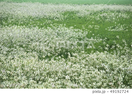白い菜の花畑 白い菜の花畑 49192724