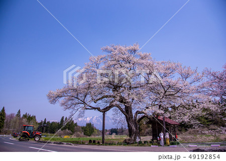 岩手県 雫石町 長山の弘法桜 小さな祠 雪の岩手山 岩手県 雫石町 長山の弘法桜 小さな祠 雪の岩手山 49192854