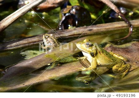 Close up of a green frog Rana esculenta complex in 49193196
