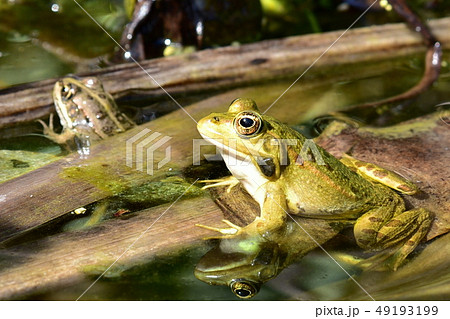Close up of a green frog Rana esculenta complex in 49193199