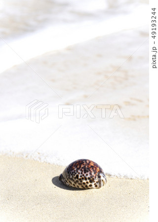 奄美大島のホシダカラ（タカラガイ属） 49193244