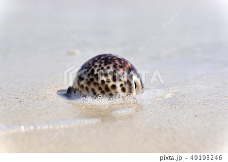 奄美大島のホシダカラ（タカラガイ属） 49193246