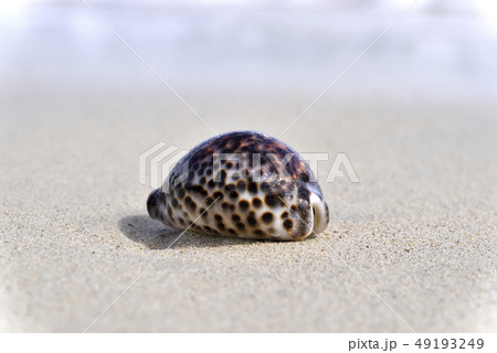 奄美大島のホシダカラ（タカラガイ属） 49193249