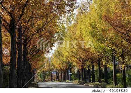 メタセコイア並木道 金沢市太陽が丘の写真素材