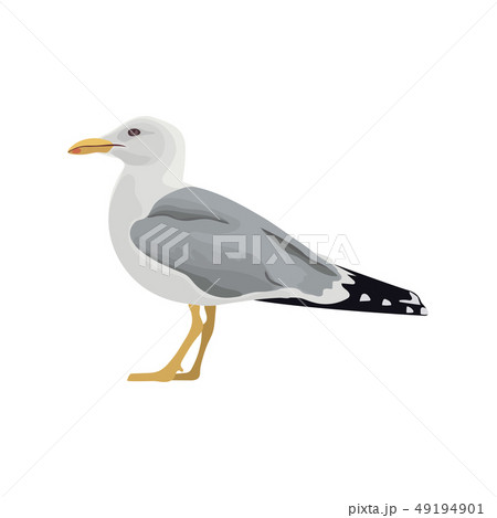 The common seagull mew gull European herring gull 49194901
