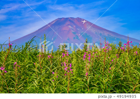 山梨県）ヤナギラン咲く、梨ヶ原の朝・富士山の写真素材 [49194935] - PIXTA