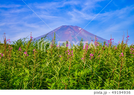 (山梨県)ヤナギラン咲く、梨ヶ原の朝・富士山 (山梨県)ヤナギラン咲く、梨ヶ原の朝・富士山 49194936