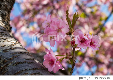 新川千本河津桜 千葉県八千代市米本 新川千本河津桜 千葉県八千代市米本 49195530