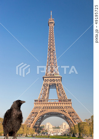 Raven looking at the Eiffel Tower in Paris, France 49195725