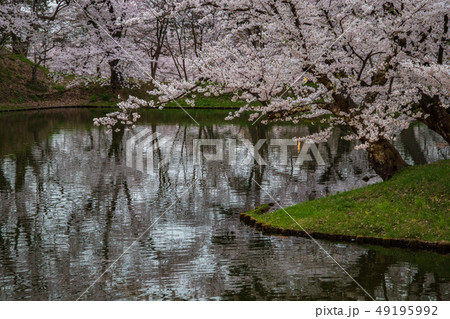 弘前城跡の桜 弘前城跡の桜 49195992