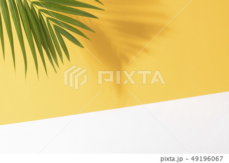 Green tropical palm leaves on yellow background Green tropical palm leaves on yellow background 49196067