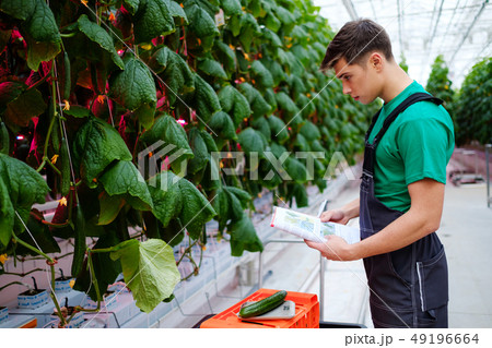 Man working in a greenhouse Man working in a greenhouse 49196664