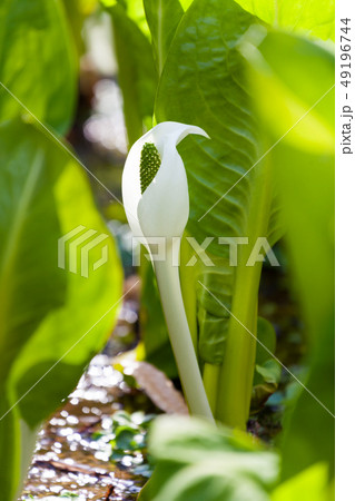 水芭蕉　ミズバショウ　みずばしょう 49196744