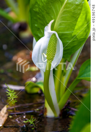 水芭蕉 ミズバショウ みずばしょう 水芭蕉 ミズバショウ みずばしょう 49196748