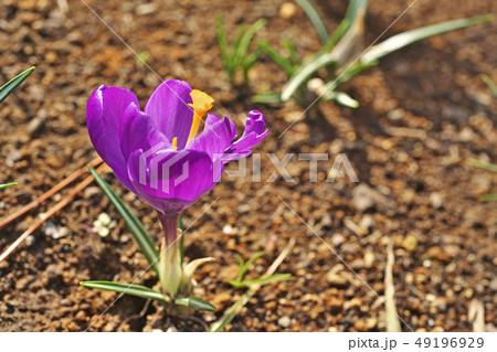 紫色のクロッカスの花 49196929