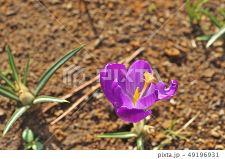 紫色のクロッカスの花 49196931
