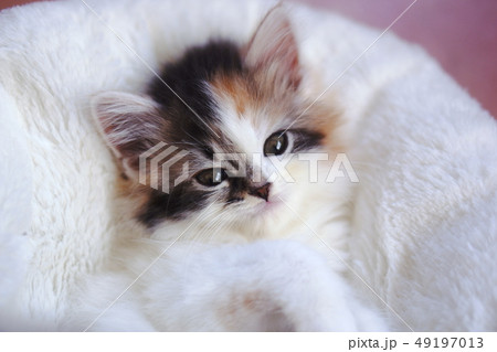 子猫 49197013