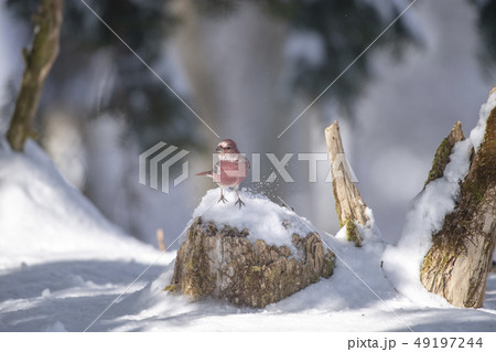 オオマシコ 49197244