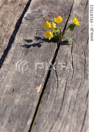 Yellow flowers on wooden background 49197622