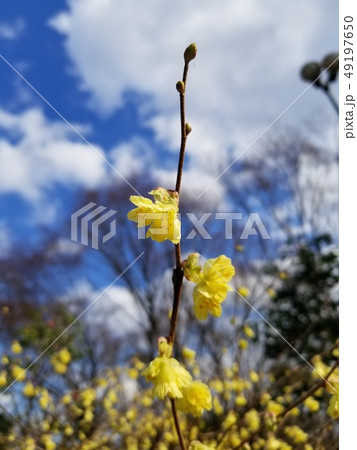 黄色 花 枝 木 黄色 花 枝 木 49197650
