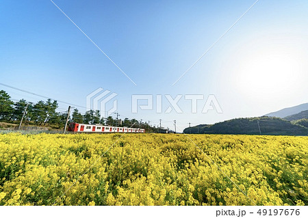 菜の花畑と鉄道 49197676