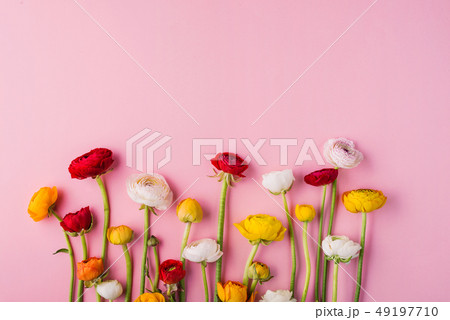 Colorful flowers on a pink background. Copy space. 49197710
