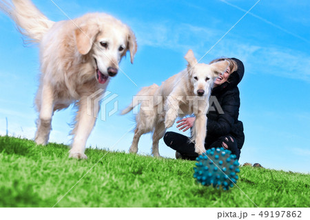 Pets and dogs.training and educating dogs.Companion pets concept Pets and dogs.training and educating dogs.Companion pets concept 49197862