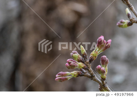 開花直前の桜の蕾 開花直前の桜の蕾 49197966