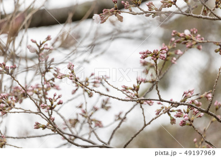 開花直前の桜の蕾 49197969