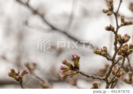開花直前の桜の蕾 49197970