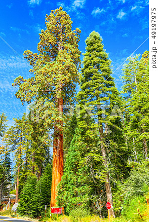 Forest of ancient sequoias in Yosemeti National 49197975