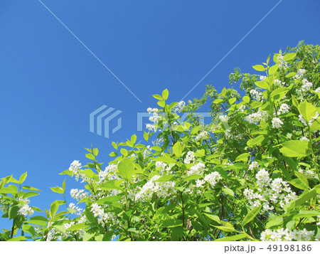 Blossoming bird cherry tree. Russian nature 49198186