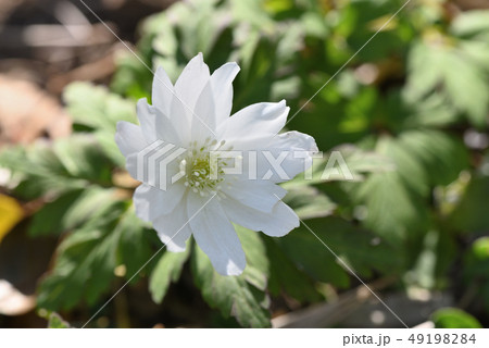 キクザキイチゲ キクザキイチゲ 49198284