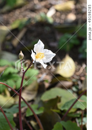 シラユキゲシ シラユキゲシ 49198285