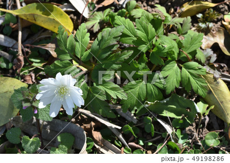 キクザキイチゲ キクザキイチゲ 49198286