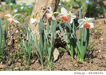 タイハイスイセン 49198291