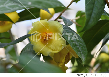 キンカチャ キンカチャ 49198300