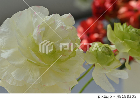 ラナンキュラス 49198305