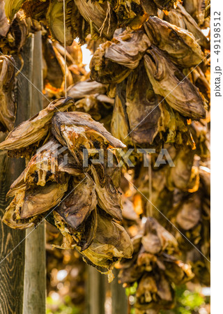 Cod stockfish drying on racks, Lofoten Norway Cod stockfish drying on racks, Lofoten Norway 49198512