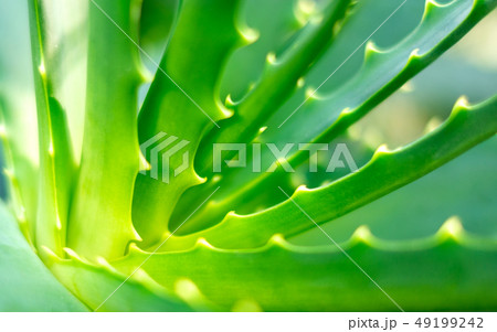 Close-up view of an Aloe Vera leavs Close-up view of an Aloe Vera leavs 49199242