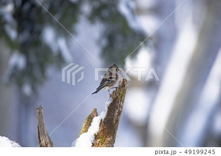 雪の中のアトリ 雪の中のアトリ 49199245
