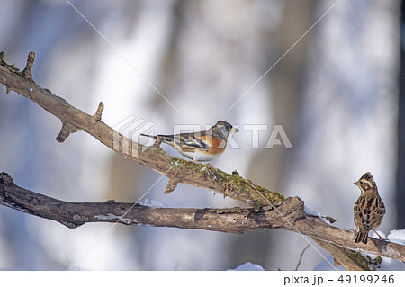 アトリとカシラダカ 49199246