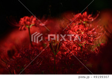 はっかけばばあ 49199307