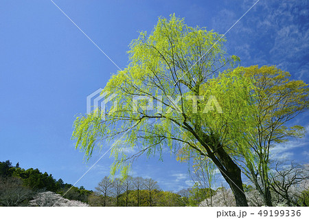新緑 49199336